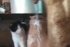 Коты пытаются устранить протечку