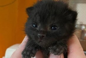 17 фотографий маленьких котят, в которых невозможно не влюбиться
