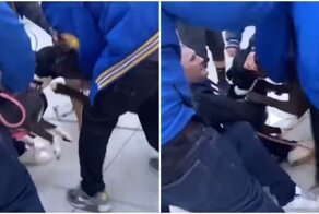 Парень остудил пыл агрессивной собаки