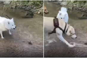 Неудачный опыт знакомства с речным раком