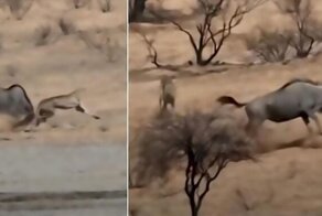 Антилопа гну смогла защитить детёныша от гепардов