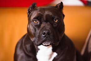 20+ животных, которые не заслужили плохой репутации - и достойны внимания
