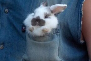 Самый кроличий пост