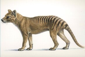 В Австралии решили воссоздать вымерший вид, которого нет почти 100 лет