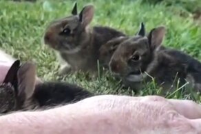 Счастье привалило: мужчина встретил в саду маленьких крольчат