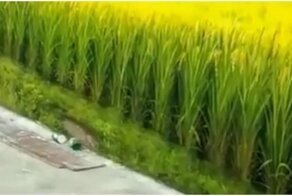 Впечатляющий рисунок художника