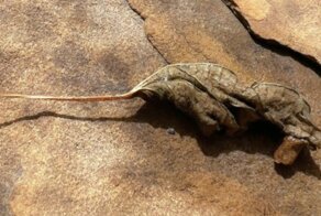 Предметы, которые хотят запутать нас своим внешним видом