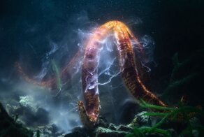 Финалисты впечатляющего конкурса BigPicture Natural World Photography 2022