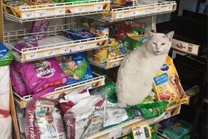 Девушка подобрала кота, который сидел у магазина и выпрашивал внимания