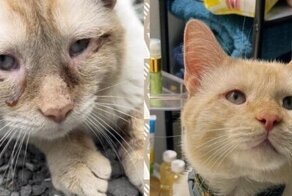 17 трогательных историй, которые докажут, что забота и любовь могут всё