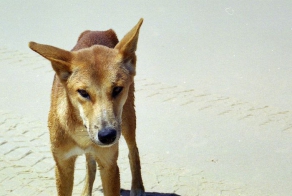 Дикая природа Австралии (10 фото)