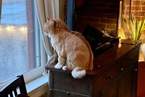 Стрижка не удалась: животные, у которых был неудачный поход к грумеру