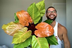 Прекрасные комнатные растения, которые украшают жилое пространство