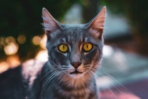 Фотограф делает чудесные снимки бездомных кошек на Кипре