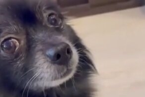 Терпеливая собака сдаёт кровь