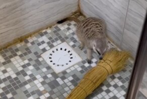 Сурикат приходит в ярость, когда видит веник