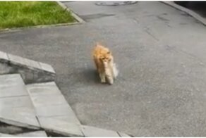 Хозяйственный кот возвращается с добычей домой