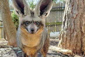 16  животных, которых природа наградила знатными ушами