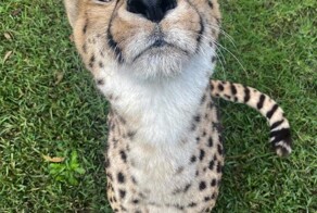 Дикие кошки Австралии