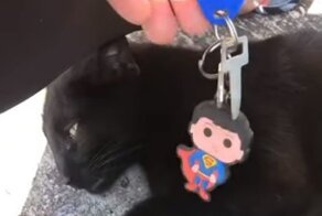 Кошка смогла достать ключи, до которых не могла добраться женщина