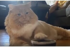 Кот требует, чтобы его покормили