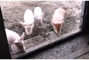 Банда розовых пятачков возвращается домой