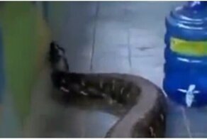 Гигансткая змея заползла на частную территорию