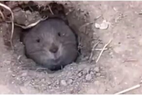 На музыкальном фестивале встретили самого милого безбилетника