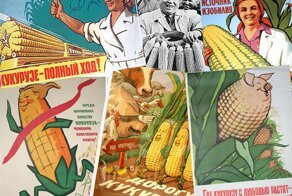 Всемирная кукуруза, срок годности воды, заменитель энергетика и другие интересные факты обо всём на свете
