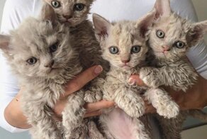 10 карликовых пород кошек