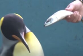 Пингвины из японского океанариума отказываются есть дешевую рыбу