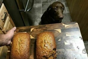 16 милых фото, на которых собаки раскаиваются в содеянном