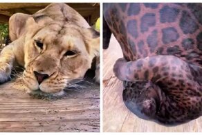 Реакция больших кошек на кошачью мяту