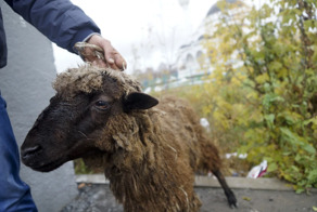 В Подмосковье мусульмане зарезали барана на детской площадке на глазах у детей