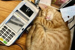 Коты, которые оккупировали магазины - и не собираются уходить