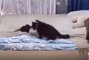 Кошка-мать прогнала расшалившегося котёнка, а потом заправила смятое им покрывало