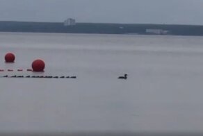 Пернатая мать-героиня на прогулке с утятами