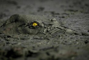 25 фотографий, победивших на конкурсе BigPicture Natural World