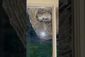 Осы построили гнездо на окне, позволив людям наблюдать за тем, что происходит внутри