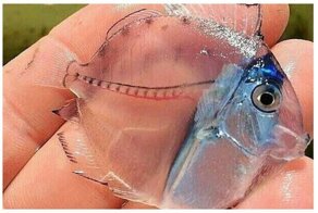 Чистые как стекло:  20 прозрачных животных у которых видно душу