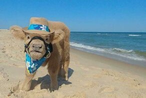 35 неожиданных, классных и безумных штук, найденных на пляже