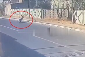 В Дагестане собаки вышли на дорогу и спровоцировали смертельное ДТП