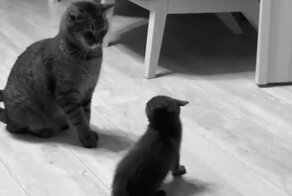 Мастер бесконтакного боя