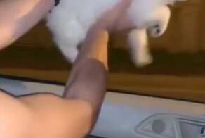 Видео с очаровательными собаками в стиле тогда и сейчас