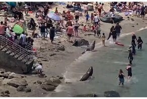 Недовольные морские львы разогнали любителей пляжного отдыха