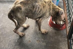 Удивительное преображение тощего пса, которого заметили среди мусора