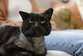 Врачи чудом спасли жизнь кота, которого атаковали две собаки