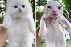 Смешные фото о том, как выглядят коты до и после купания