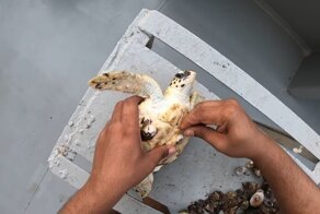 Мужчина пытается спасти жизнь морской черепахе, удаляя с нее ракушки