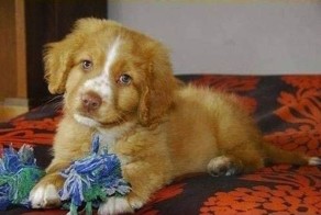 Милые щеночки (42 фото)